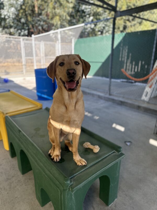 Leonardo sitting on a green play structure looking at the camera.