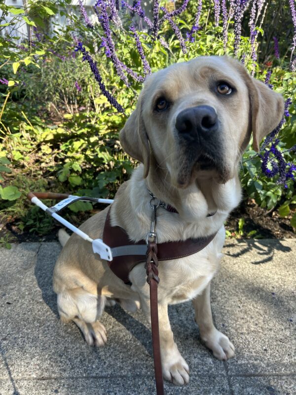 Valentino is seated in front of a lavender plant in harness, looking soulfully up at the camera.