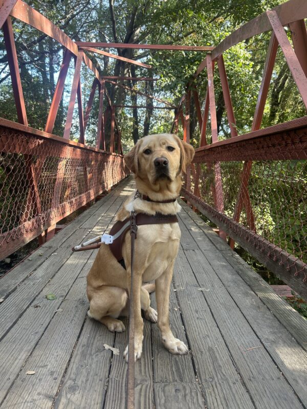 Lily sits in harness on a wooden bridge with red, iron supports. In the background are lots of green, leafy, trees.