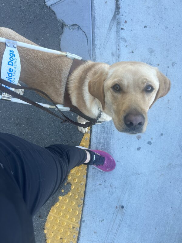 Glam stands in harness at the curb edge next to her handler's leg, looking up at the camera