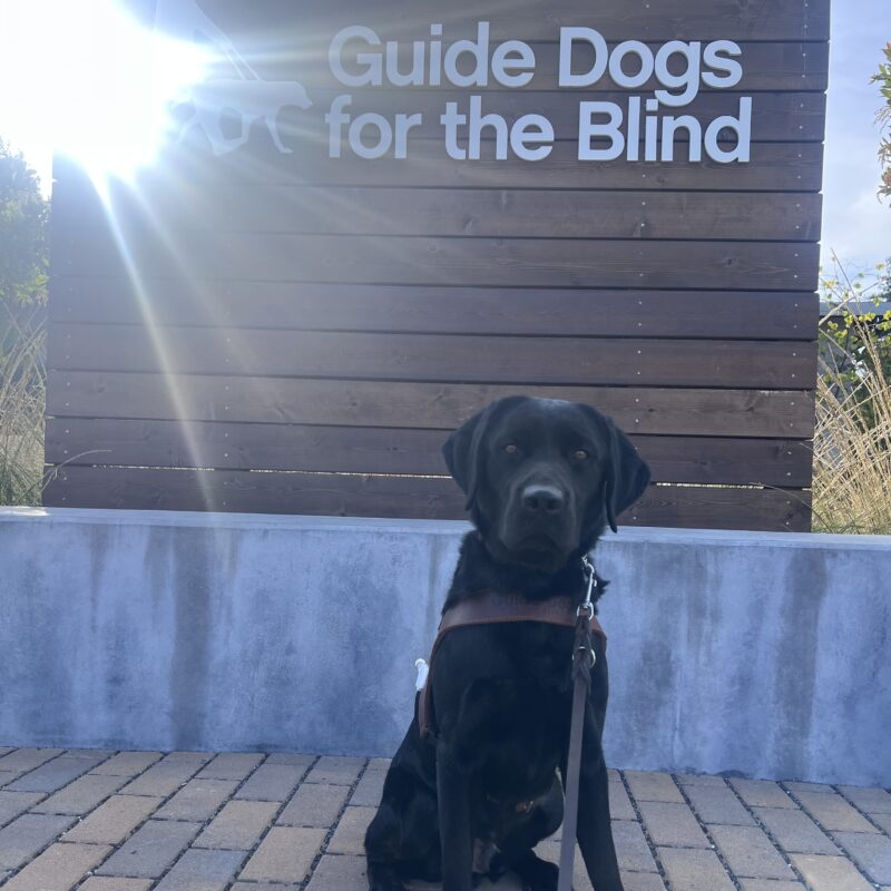 Joel is wearing his harness and looking at the camera with a focused look on his face. He is sitting in front of a wooden sign that says Guide Dogs for the Blind.
