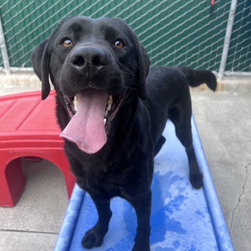 Joel is standing on a blue play structure in community run. He is gazing at the camera and his mouth is open in a happy smile.