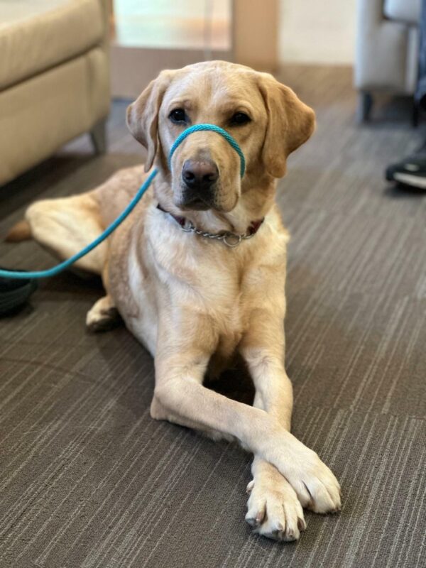 Kale, a male yellow labrador, lays on a striped carpet, looking regally into the camera with his front feet crossed.