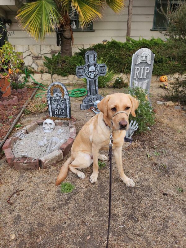 Kale, a male yellow labrador, sits amongst some Halloween decorations of gravestones and skeletons in a garden. He is looking off to the right of the camera.