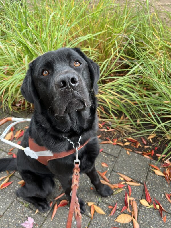 Kidder sits in front of green foliage with red leaves sprinkled on the ground. He is looking up into the camera while wearing his brown leather harness.