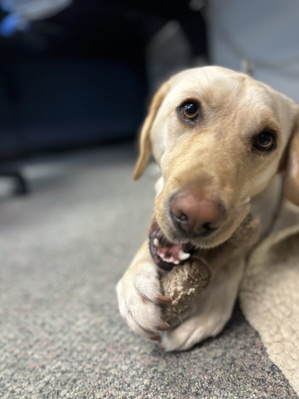 Close up picture of Kyra on tie down chewing on a bone.