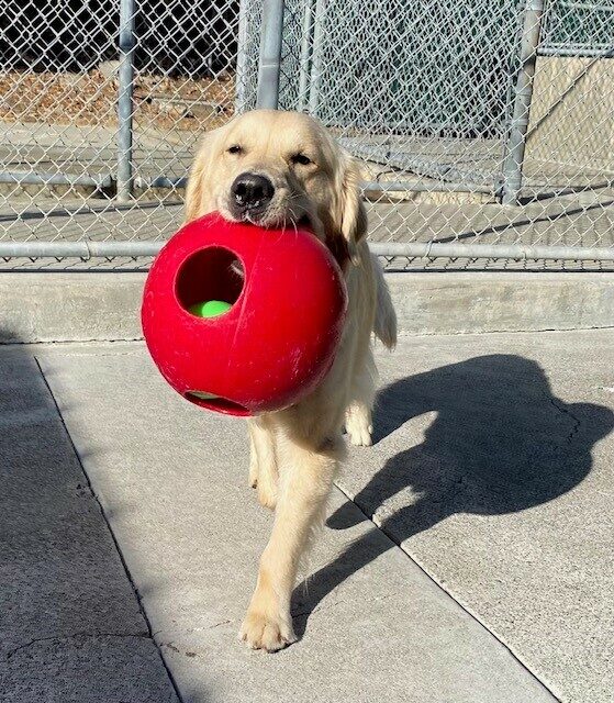 Manfred carrying a red jolly ball with a small green ball inside. He is in motion moving towards the camera and to his left there is a full Manfred shadow.