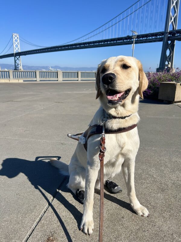 Mara is sitting in front of the bay bridge in San Francisco. She is wearing her harness and booties on her back paws.