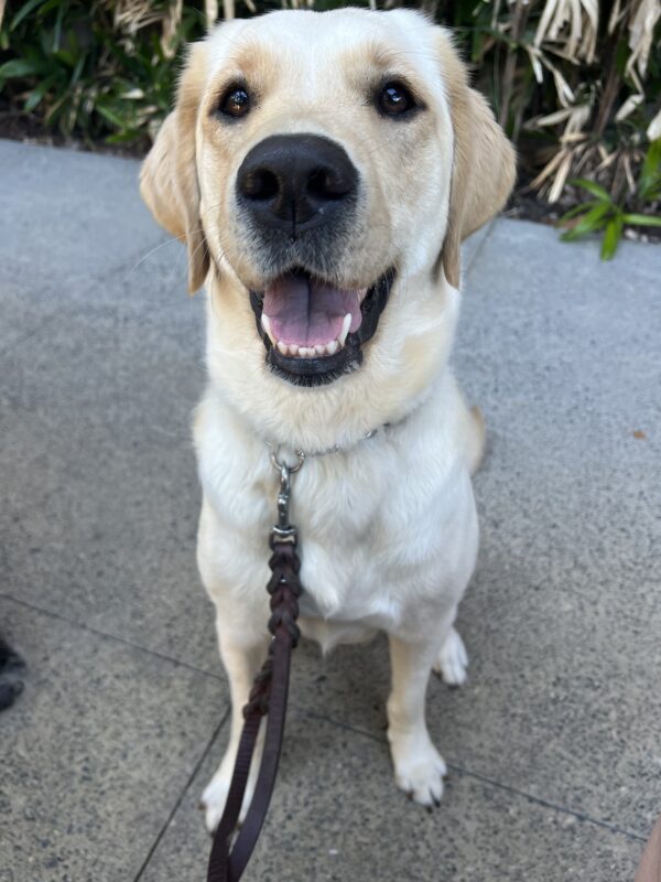 Mara is sitting on the sidewalk looking up at her instructor.