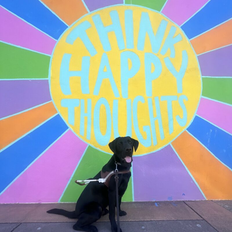 Marcus is wearing his harness and gazing at the camera with a happy smile on his face. He is sitting in front of a colorful mural that says