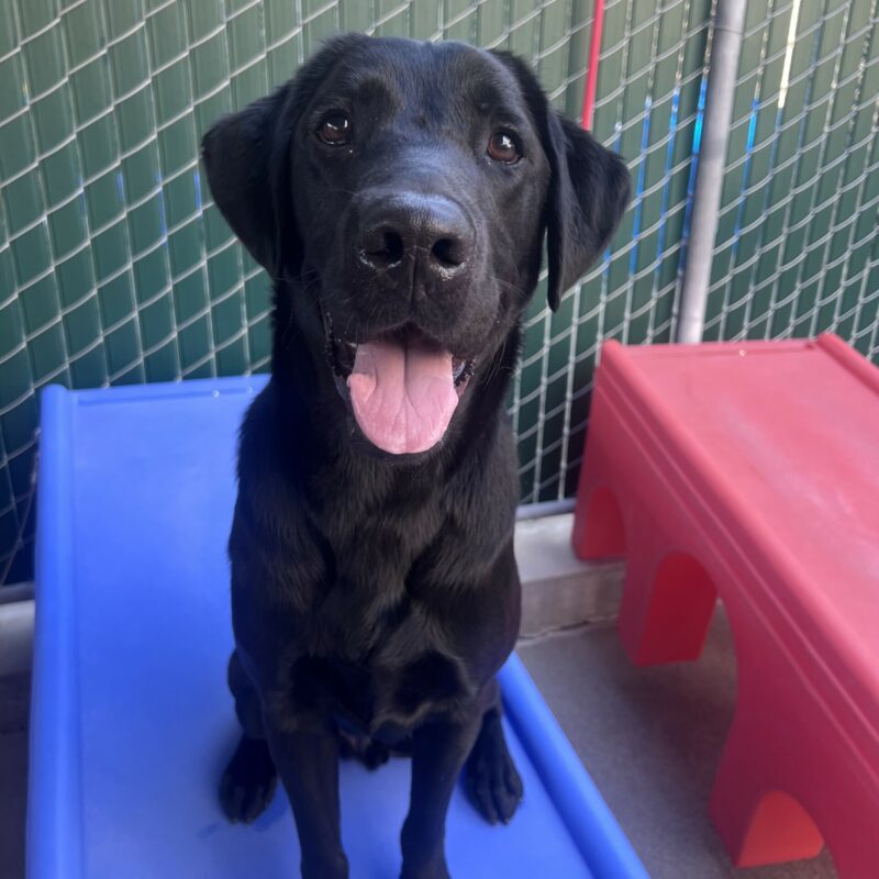 Marcus is sitting on a blue play structure in community run. He is focused on the camera and has his mouth open in a happy smile.