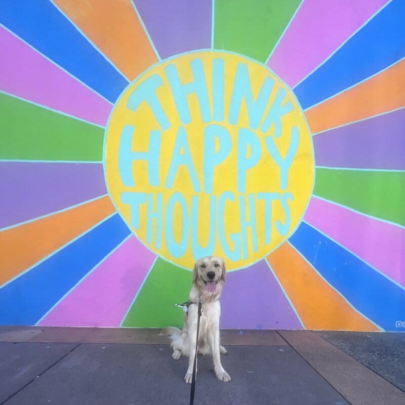 Meadow is wearing her harness and looking at the camera with her mouth open in a happy smile. She is sitting in front of a colorful mural that says