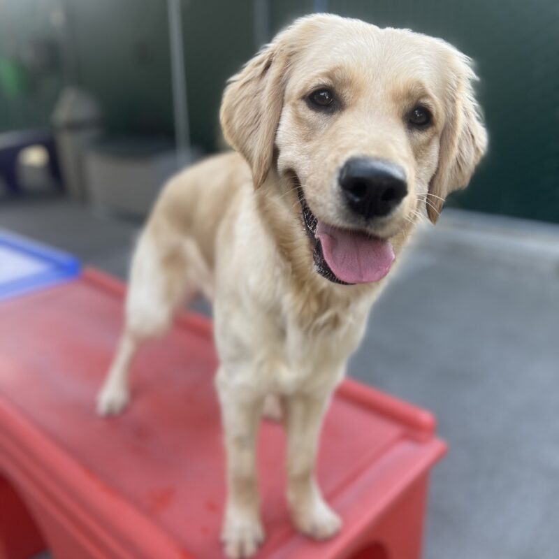 Meadow is standing on a red play structure in community run. She is leaning towards the camera with a happy smile on her face.