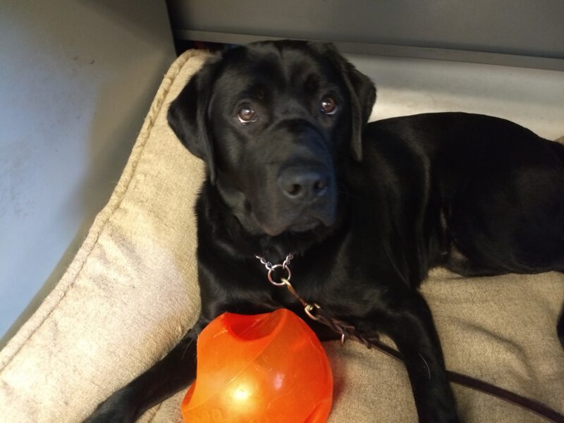 Newton looking at the camera on a dog bed, with a bright orange ball in front of him.