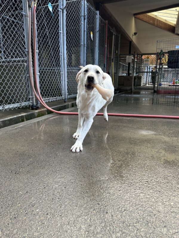 Panther, a male yellow lab, is running towards the camera with a large nylabone in his mouth. He is off leash in a fenced in community run area.
