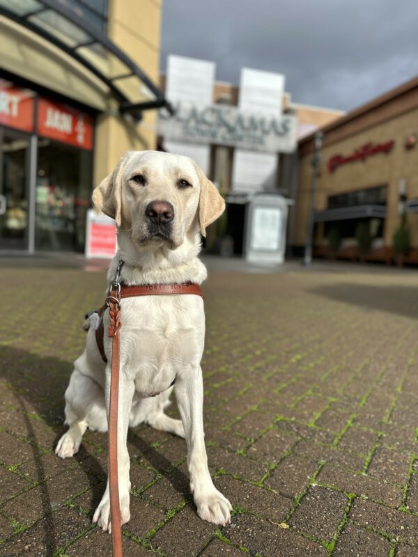 Panther, a male yellow lab, sits on a brick walkway in front of a mall entrance. He is wearing his guide dog harness and is looking towards the camera.