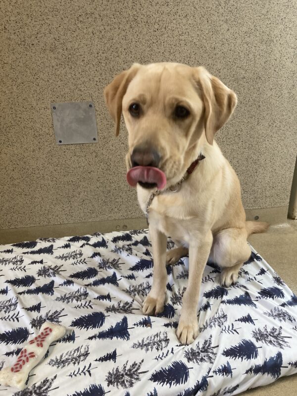 Picasso sits on a bed on tie down. He was caught mid lick and his tongue is curled over his top lip.