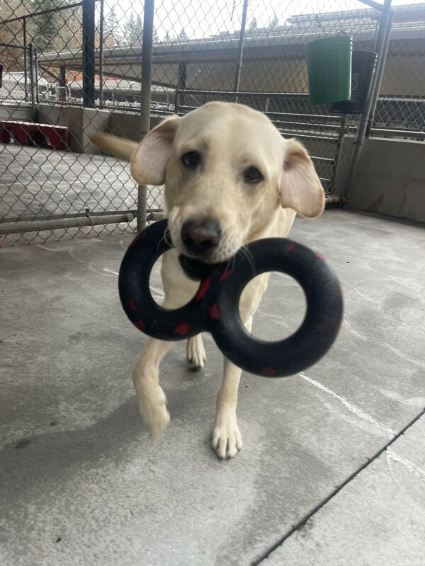 Prancer, a male yellow Labrador, runs towards the camera in community run. He has a figure 8 rubber toy in his mouth and his ears are flipped out like an elephants and his tail is wagging.
