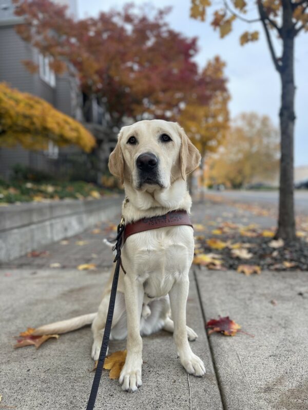 Prancer, a male yellow Labrador, sits tall in harness on a sidewalk with a layer of leaves on it. There are trees full of red, brown, and yellow leaves. Prancer is looking at the camera.