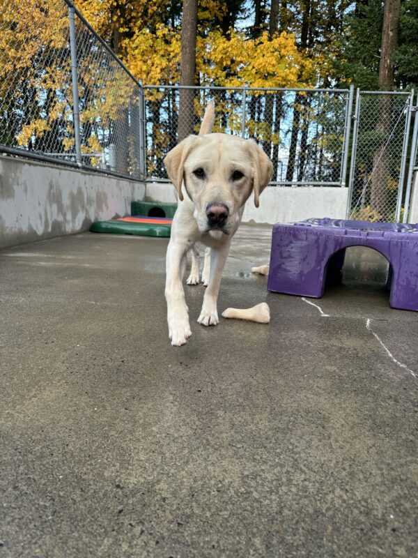 Proton, a male yellow lab, is walking towards the camera. He is off leash in a fenced in community run area.