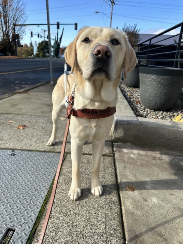 Proton, a male yellow lab, is standing on a sidewalk looking towards the camera. He is wearing his guide dog harness.