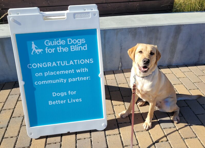 <p>Yellow lab Raelyn sits on a brick walkway in front of a white and blue sign that reads Congratulations on placement with community partner: Dogs for Better Lives.</p>