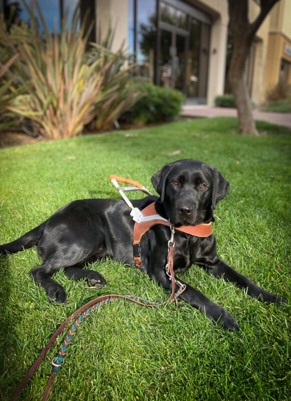 Pretty black Lab Reva lays in harness on bright green grass looking very relaxed.