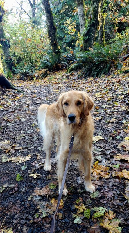 Riggs is standing in the middle of a dirt trail in the woods while on a walk.