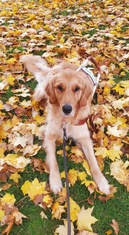 Riggs is laying in a pile of yellow leaves while wearing his harness.