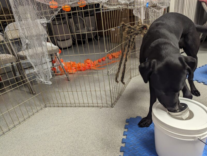 Rocky has his nose on a large white bucket practicing scent detection.