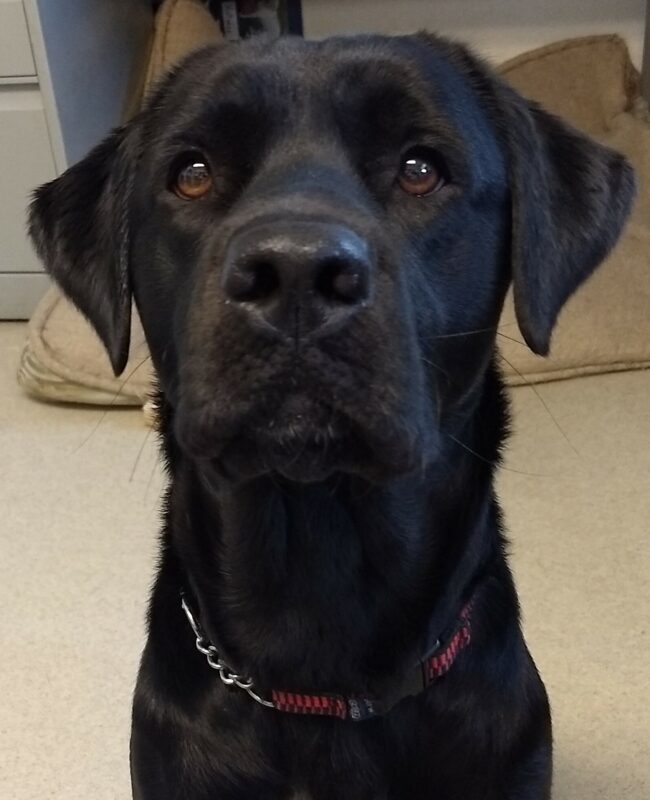 Close up of black lab Sabine looking into the camera.