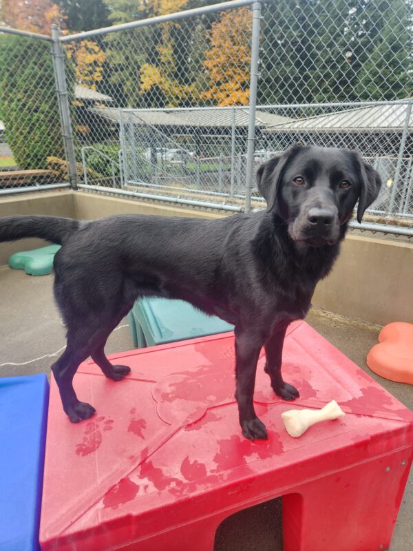A black Lab stands on a red, plastic play-structure in community run. Her body is facing to the left as her face is turned towards the camera.