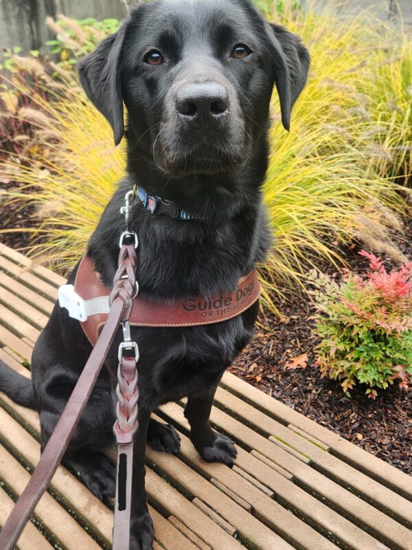 A black lab sits, in harness, on a wooden bench on the Oregon campus. She is sitting up very straight and looking directly into the camera.