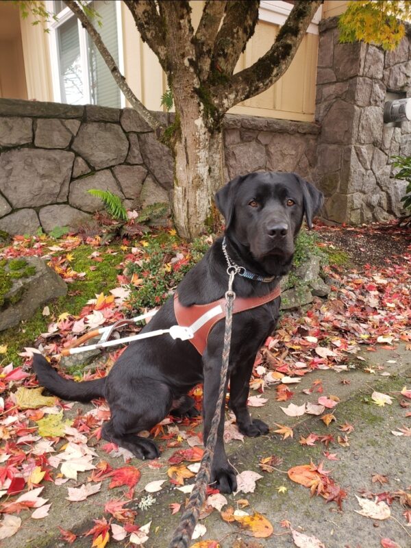 Halifax is wearing his harness in Downtown Gresham, OR. He's sitting in front of a tree with mostly yellow leaves as he looks into the camera. Behind him, there are a lot of leaves on the ground and in the grass.