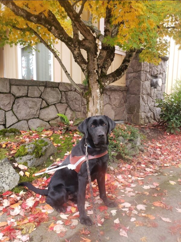 Tobago is wearing his harness in Downtown Gresham, OR. He's sitting in front of a tree with mostly yellow leaves as he looks into the camera. Behind him, there are a lot of leaves on the ground and in the grass.