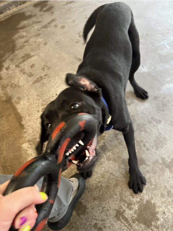 Halifax is playing in Community Run on the Oregon Campus. He's playing tug with his instructor. The photo is a bit blurred by the action shot but the shot conveys how much fun he is having.