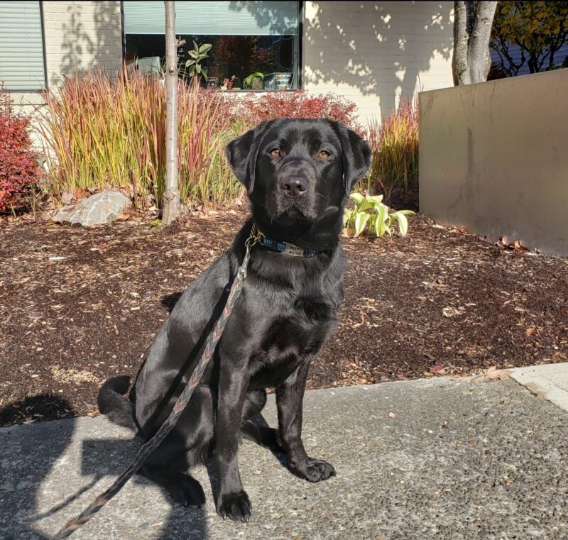Sylvie is sitting on a side walk in Gresham, OR. She's staring into the camera. There's vegetation in the background that is starting to turn to fall foliage.