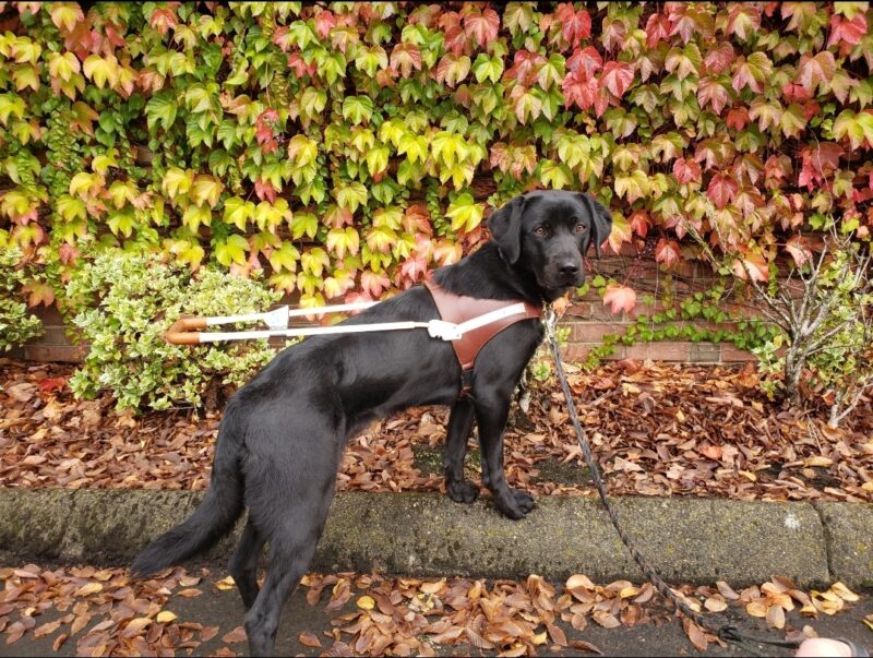 <p>Sylvie is in harness in Downtown Gresham, OR. This is a side profile of her. Her front feet are up on a parking lot curb. She's staring at the camera by looking over her right shoulder. There's a wall filled with leaves behind her.</p>