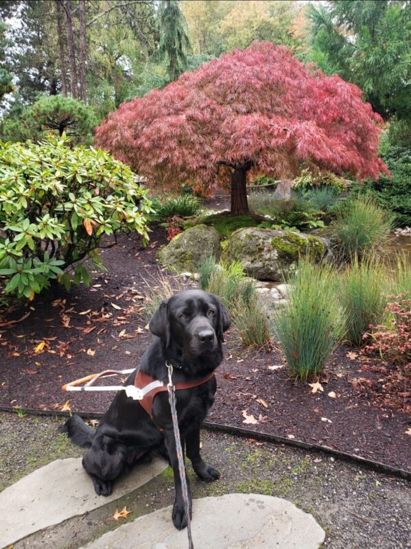 Kestrel is wearing her harness and is in the Japanese Garden in a park in Gresham, OR. She's looking into the camera. There's a variety of vegetation behind her. Specifically, there's a Japanese Maple with all read leaves.