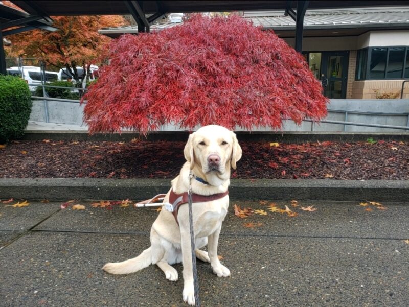 Brian is wearing his harness on the Oregon Campus. He's sitting in front of a Japanese Maple with all red leaves.