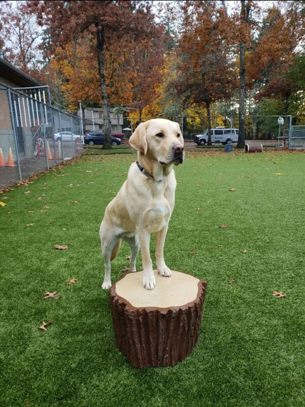 Brian is in the free run area on the Oregon Campus. His front feet are on a toy stump. He regally looks off to camera right.