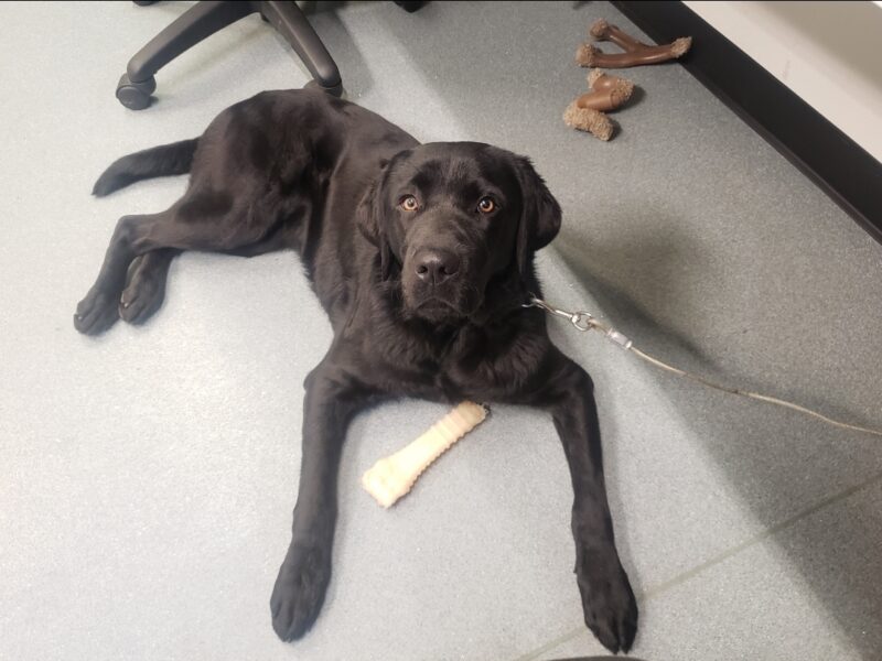 Kestrel is on tie-down on the Oregon Campus. She's laying down and looking up at the camera. There's a bone in between her front legs. Being on tie down while her handler writes reports is one of her favorite downtime activities.
