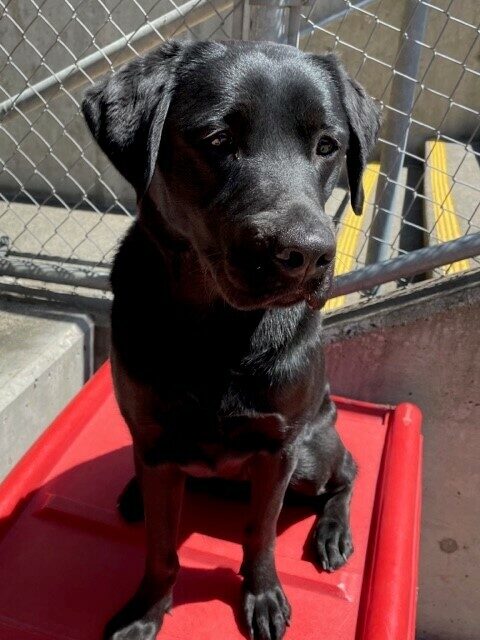 <p>Sparrow, a female black labrador is pictured sitting on a red play structure in the community run area. The sun is shining down overhead and she looks to the side of the camera slightly.</p>
