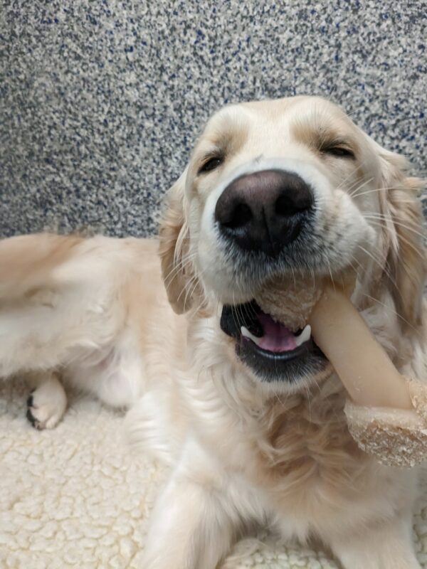 a close up of a light Golden Retriever chewing on a nylabone. He is laying on a fleece in the kennel and has his eyes half closed with the nylabone in his open mouth.