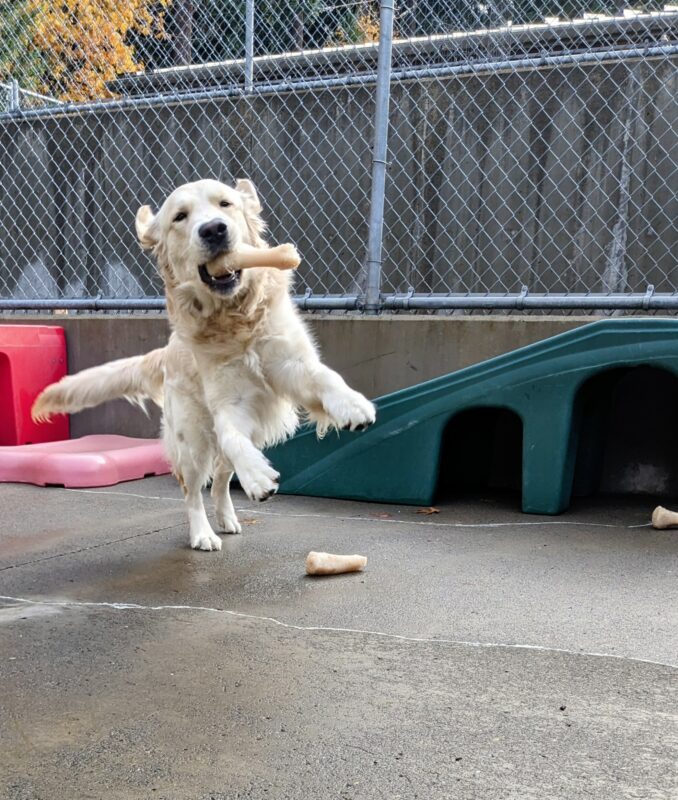a light Golden leaps in the air holding one of his favorite bones. he is jumping towards the camera, and a few different colorful play structures are behind him.