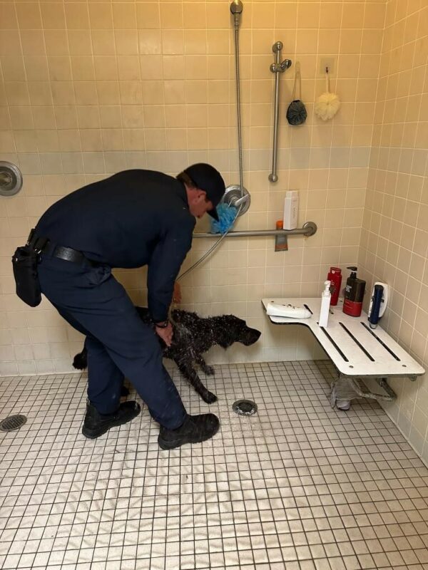 Black Lab Taffy getting her first bath at the fire station.