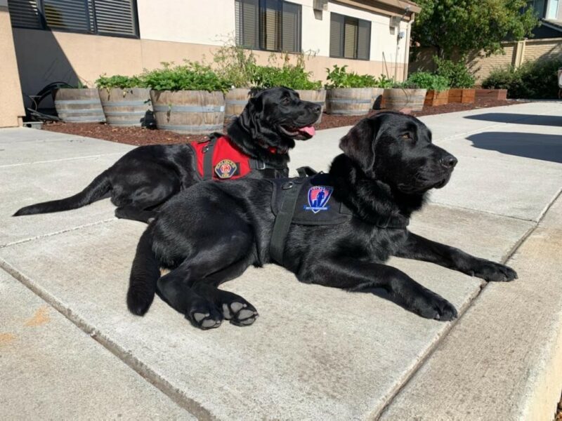 Black Lab Taffy wears a Next Step Service Dogs vest while lying down next to another black Lab outside the fire station.