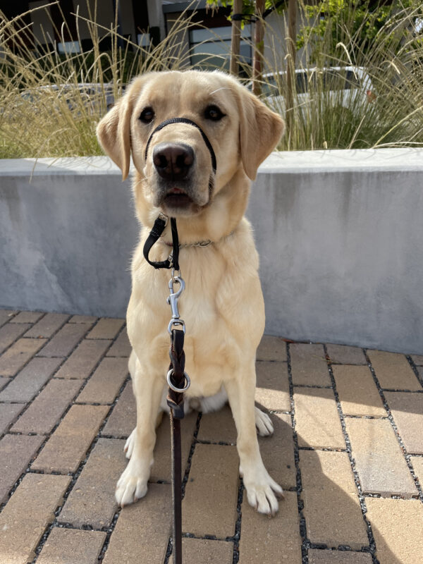 Tahiti, a female yellow labrador/golden retriever cross, sits on the brick patio on the San Rafael campus. There is a short concrete wall and some decorative landscaping in the background.