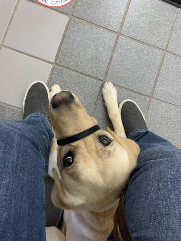 Tahiti, a female yellow labrador/golden retriever cross, looks up at the camera as she lays under her handler's chair, waiting her turn for her vet checkup.