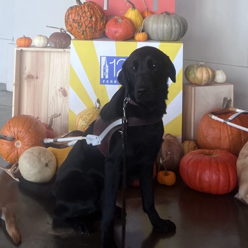 Tamsin is wearing her harness and looking at the camera with a focused expression on her face. She is sitting in front of a display with pumpkins at the Ferry Building in San Francisco.